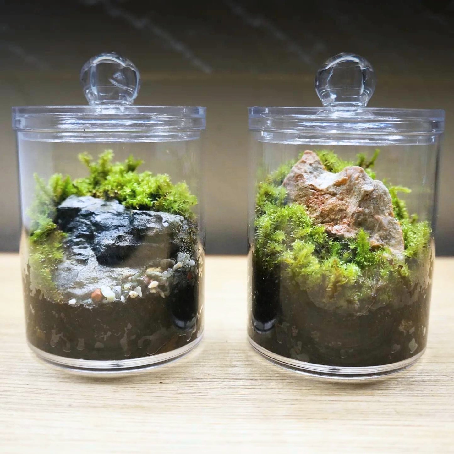 Moss Escape DIY Kit