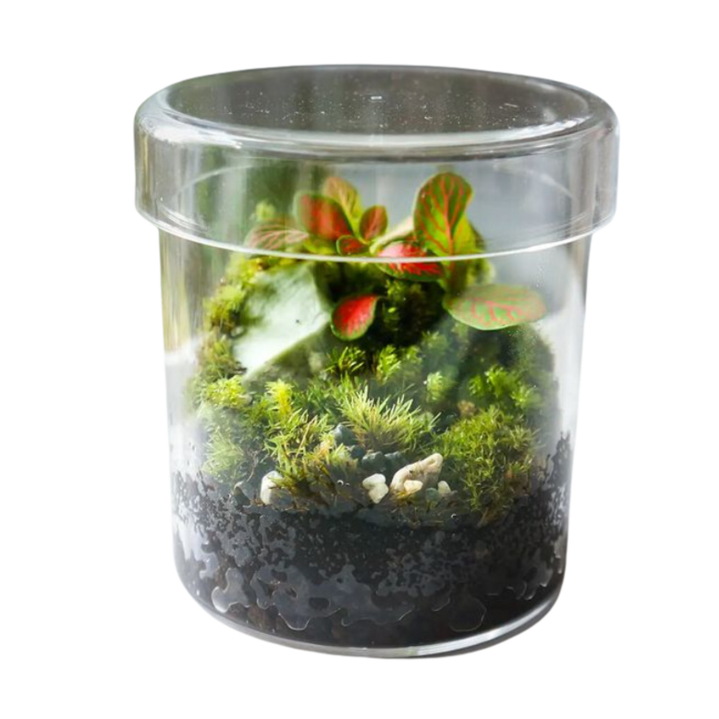 Premium Acrylic Miniature Landscape