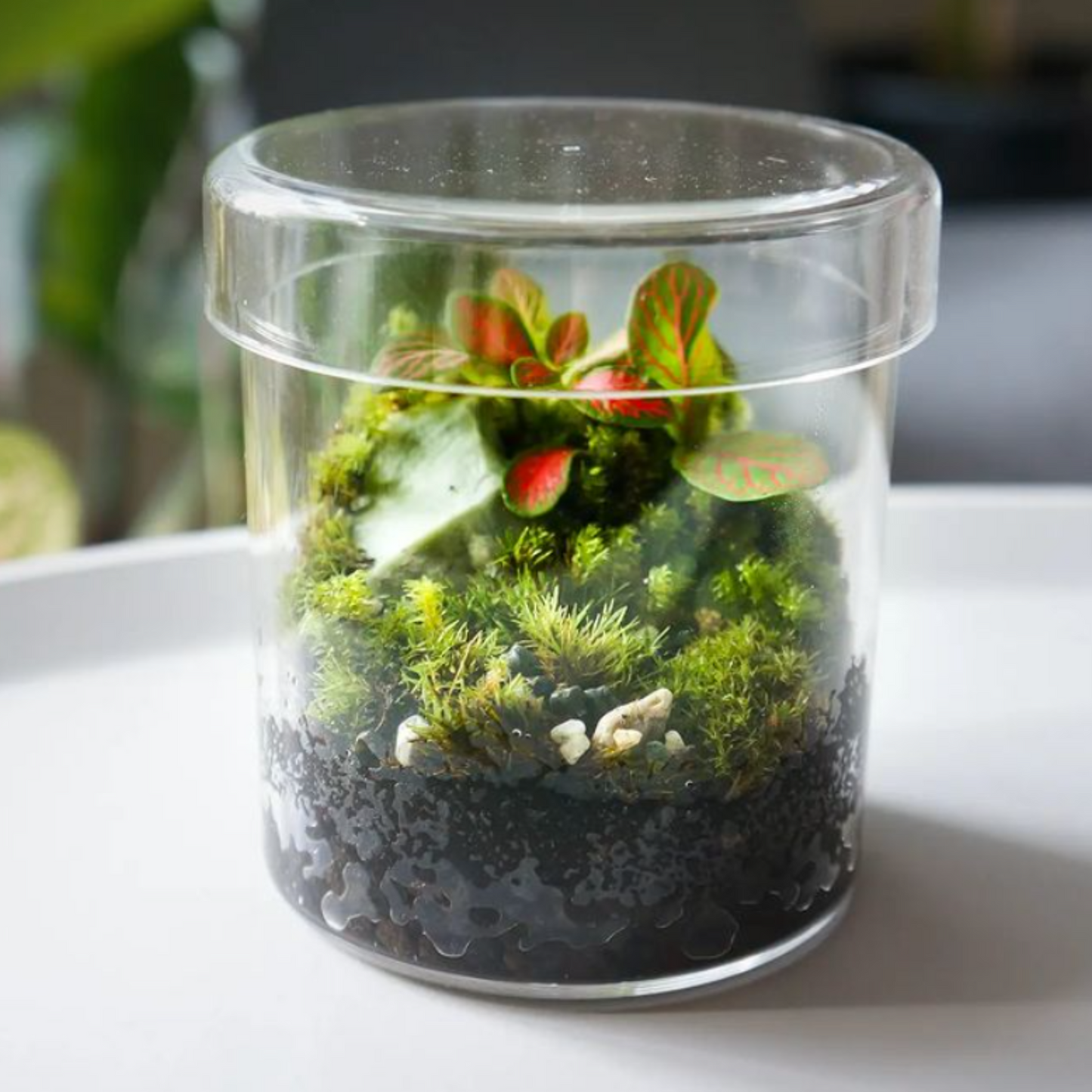 Premium Acrylic Miniature Landscape