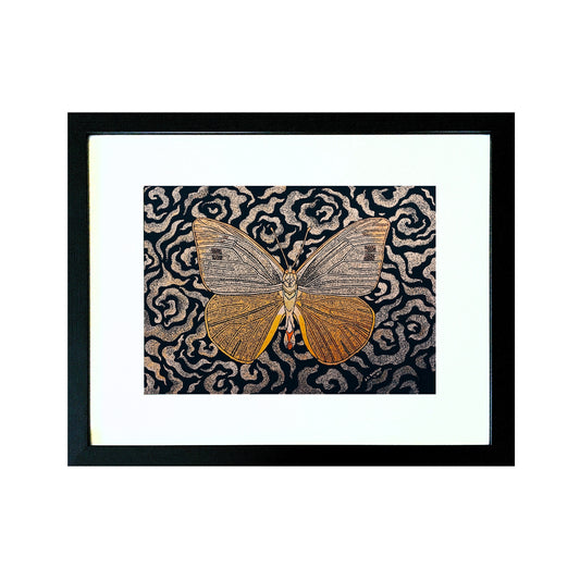 Appias Phoebe
