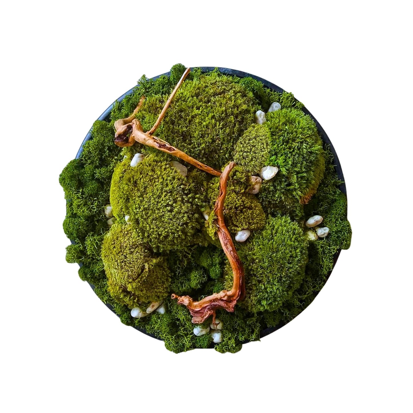 Moss Art : Home Decor