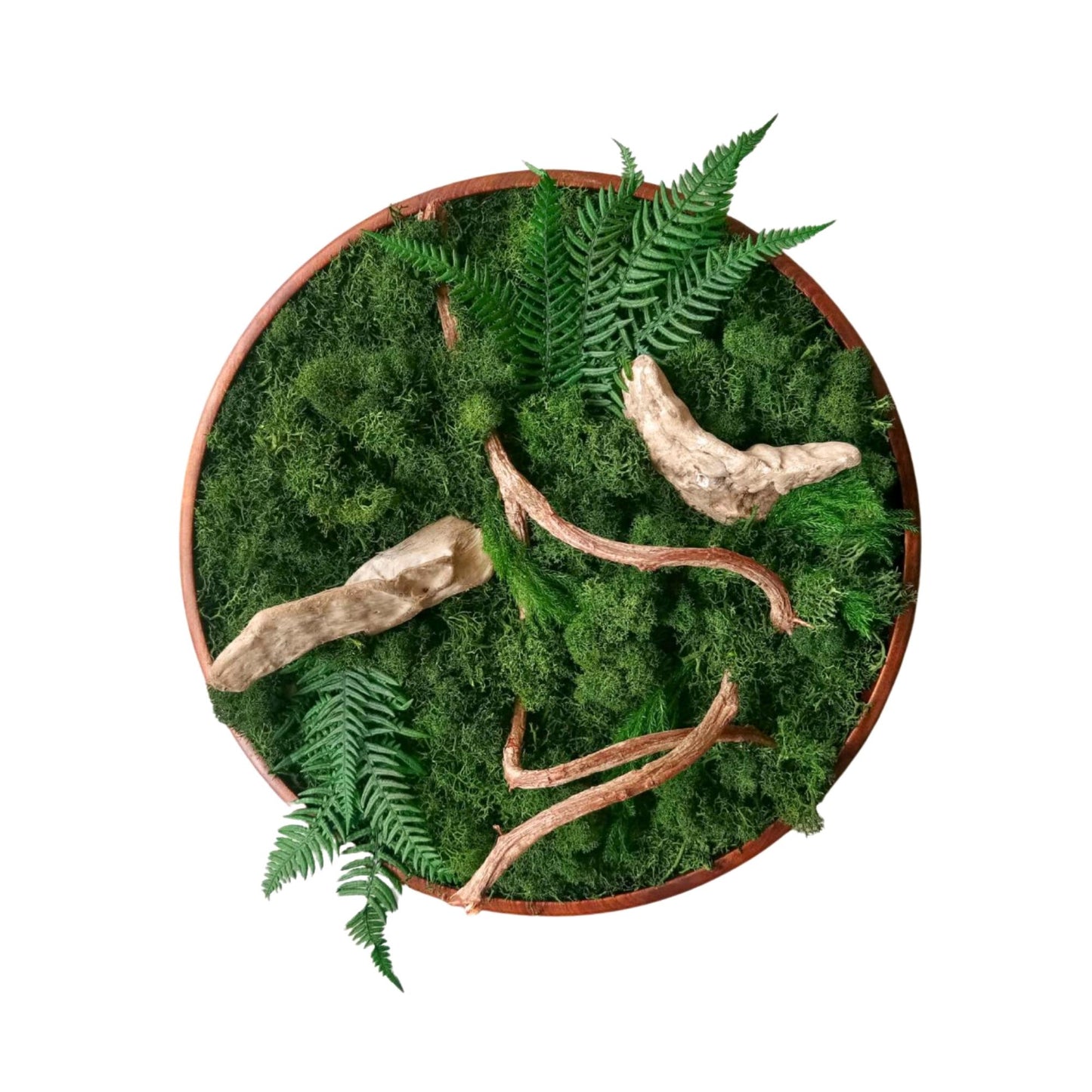 Terrariums Moss Plants