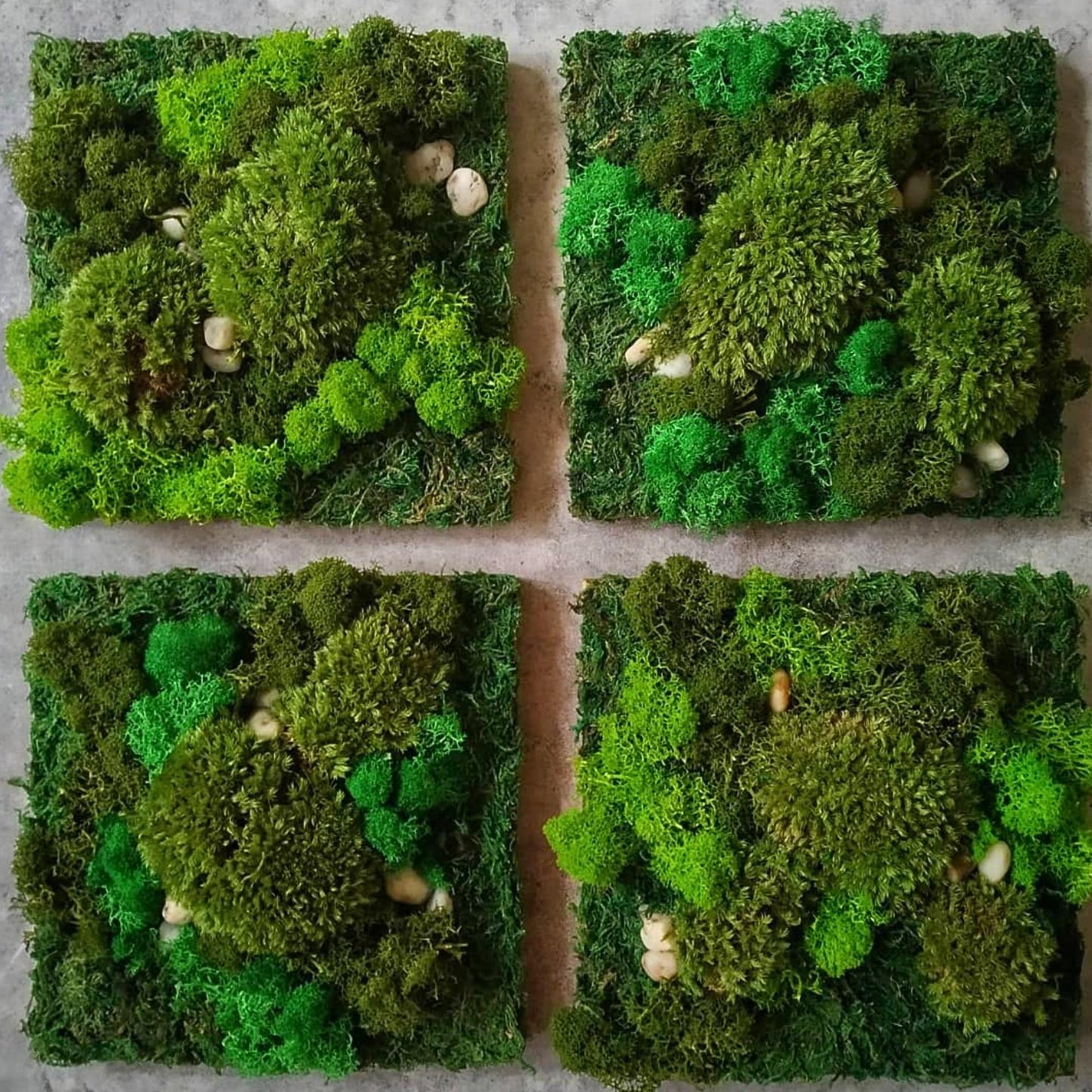 Living Wall Art (Plants)