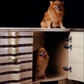 Alon Cabinet