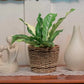 Ilokana Handicrafts Bien Buri Rattan Baskets