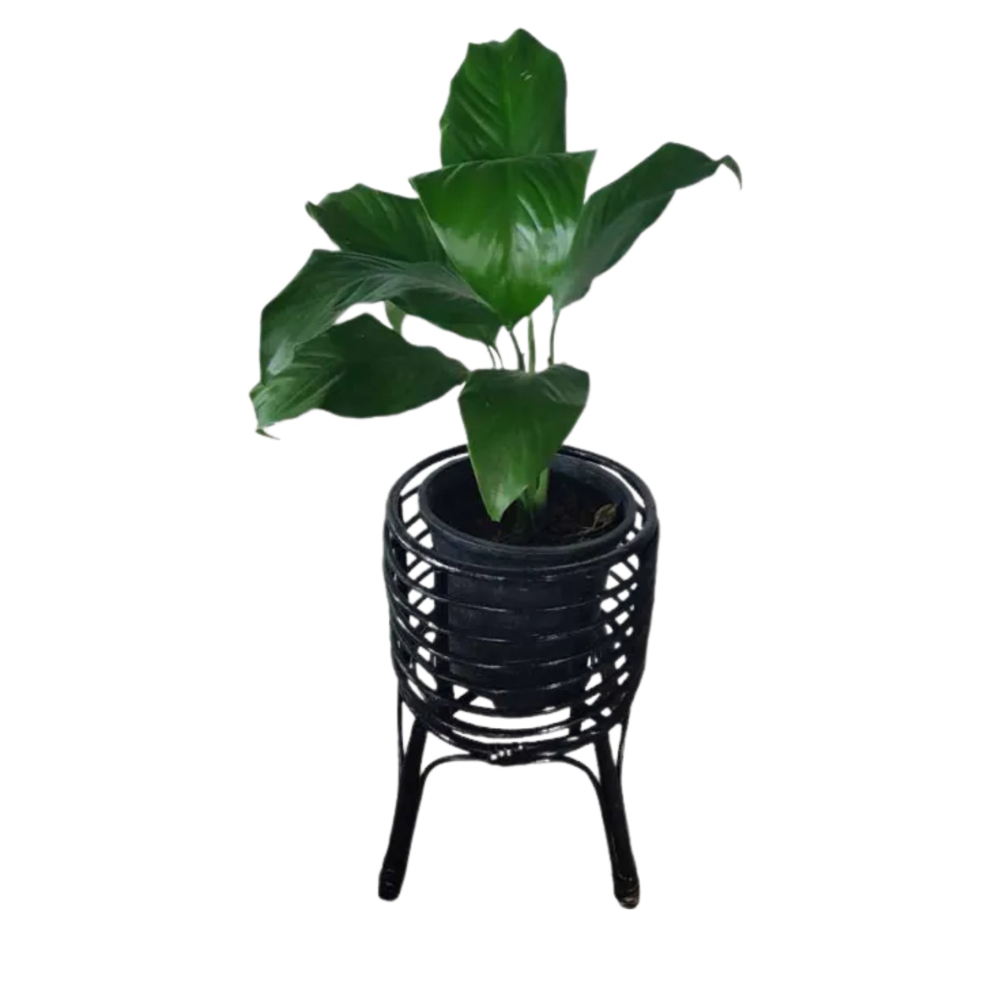 Plant Stand 