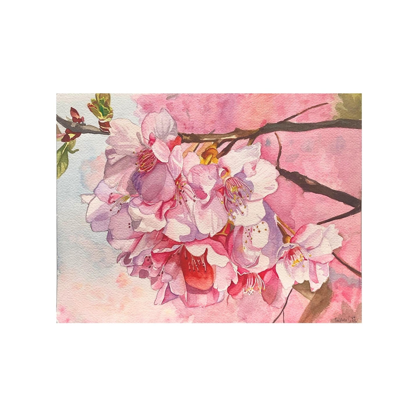 Sakura Watercolor Painting